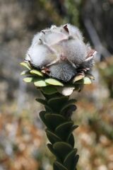 Leucadendron concavum