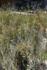 Leucadendron concavum