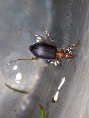 Brachinus