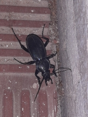 Carabus violaceus picenus