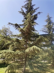 Pinaceae