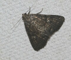 Condica illecta