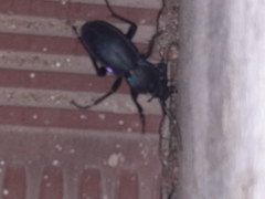 Carabus violaceus picenus