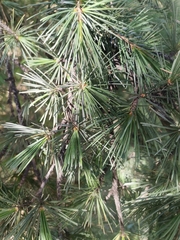 Pinaceae