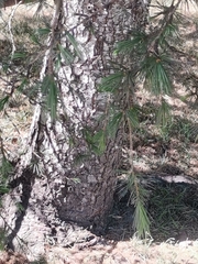 Pinaceae