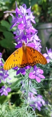 Dione vanillae