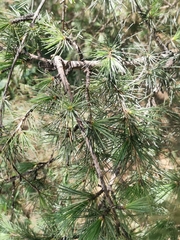 Pinaceae