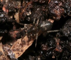 Phrurolithus