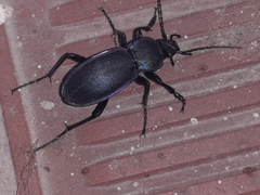 Carabus violaceus picenus
