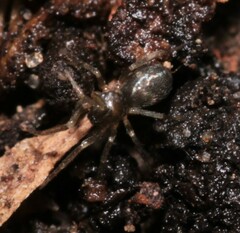 Phrurolithus