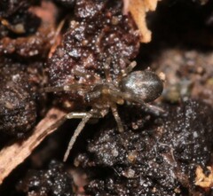 Phrurolithus