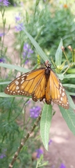 Danaus erippus