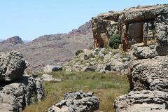 Leucadendron concavum