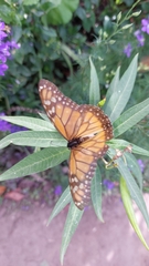 Danaus erippus