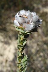 Leucadendron concavum