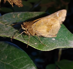 Cymaenes odilia