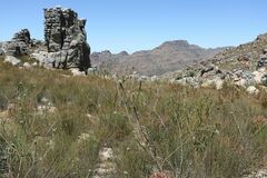 Leucadendron concavum