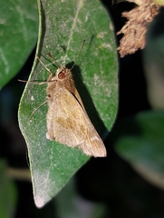 Cymaenes odilia