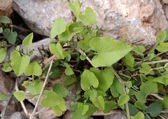 Aristolochia baetica