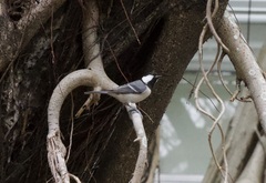 Parus minor commixtus