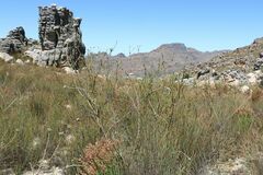 Leucadendron concavum