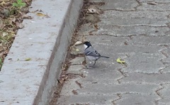 Parus minor commixtus