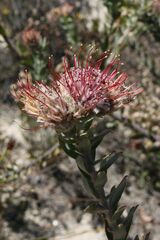 Leucospermum calligerum