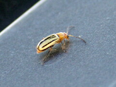 Triarius trivittatus