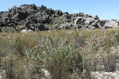Leucospermum calligerum