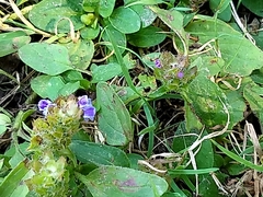 Prunella vulgaris