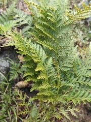 Davallia canariensis