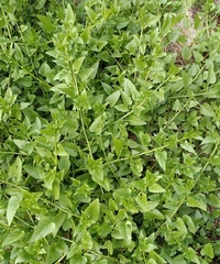 Patellifolia procumbens