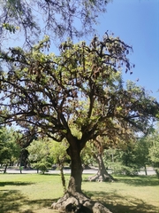 Magnoliopsida
