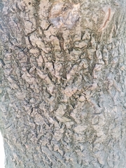 Magnoliopsida