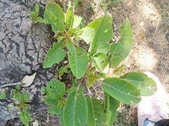 Magnoliopsida