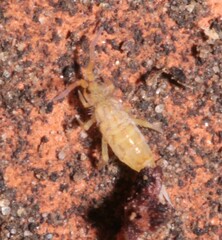 Orchesella
