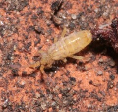 Orchesella