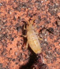 Orchesella