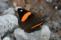 Diaethria pandama