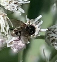 Muscoidea