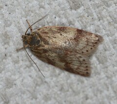 Oligoloba severa