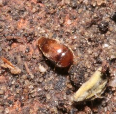 Sericoderus