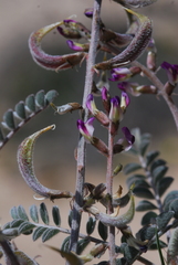 Astragalus layneae