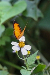 Tegosa anieta luka
