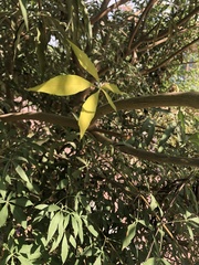 Elaeocarpus angustifolius