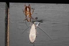 Drymaplaneta semivitta