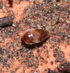 Sericoderus