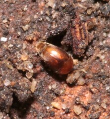 Sericoderus