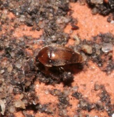 Sericoderus