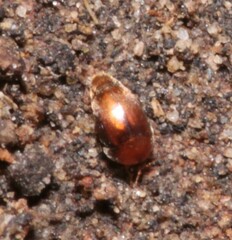 Sericoderus
